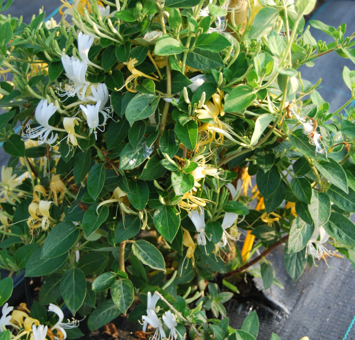 Mana maicii domnului, caprifoi, Lonicera Japonica in ghiveci [4]