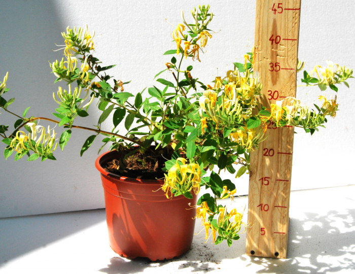 Mana maicii domnului, caprifoi, Lonicera Japonica in ghiveci [2]