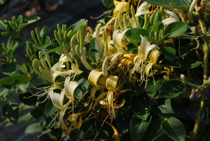 Mana maicii domnului, caprifoi, Lonicera Japonica in ghiveci [3]