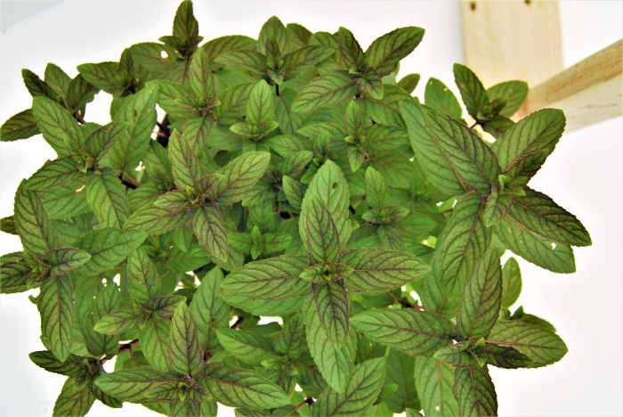 Menta Chocolate in ghiveci [3]