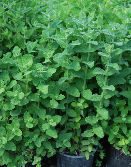 Menta Egipteana in ghiveci [6]