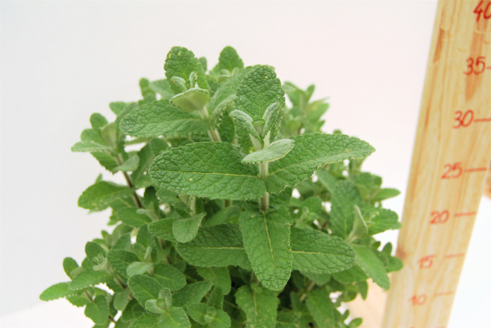 Menta Egipteana in ghiveci [3]