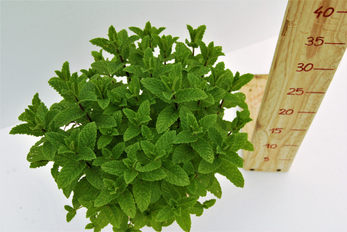 Menta Israeliana in ghiveci [2]