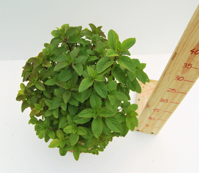 menta romaneasca in ghiveci [2]
