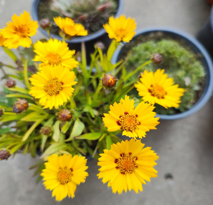 Ochiul fetei - Coreopsis grandiflora - in ghiveci [2]