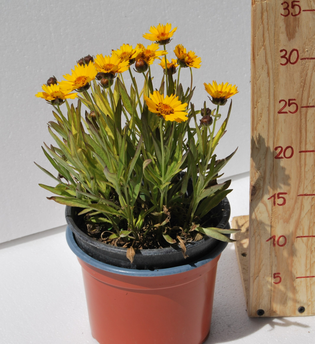 Ochiul fetei - Coreopsis grandiflora - in ghiveci [3]
