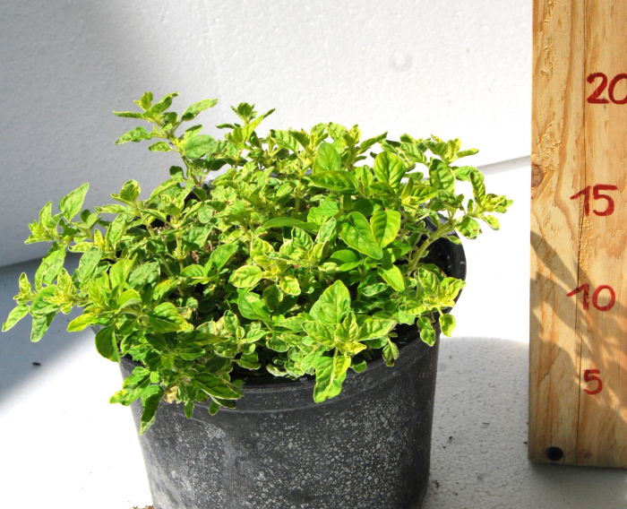 Oregano variegat galben in ghiveci [2]
