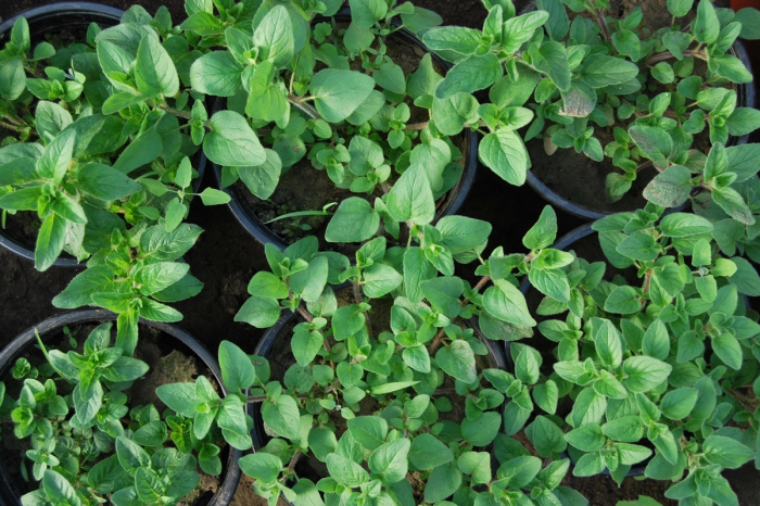 Oregano in ghiveci [5]