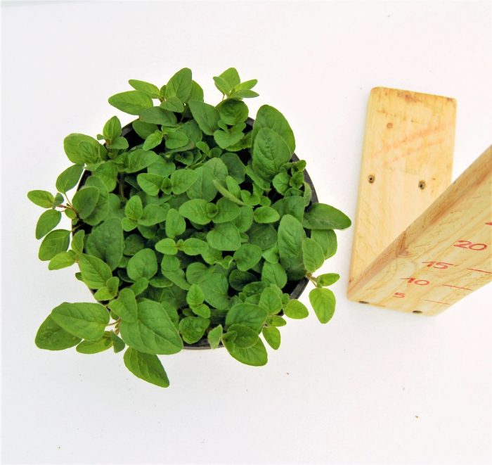 Oregano in ghiveci [4]