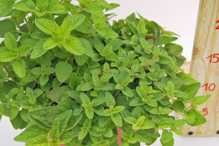Oregano in ghiveci [2]