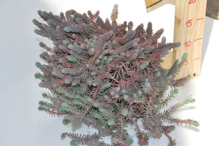 Petrosedum ochroleucum Niederle [2]