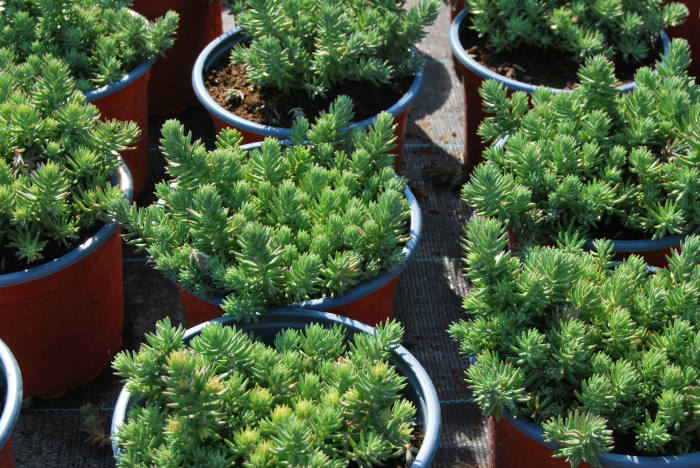 petrosedum rupestre [2]