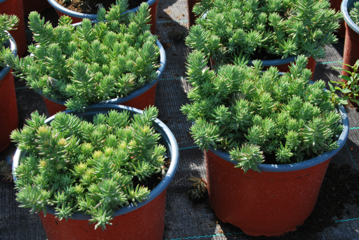 petrosedum rupestre [3]