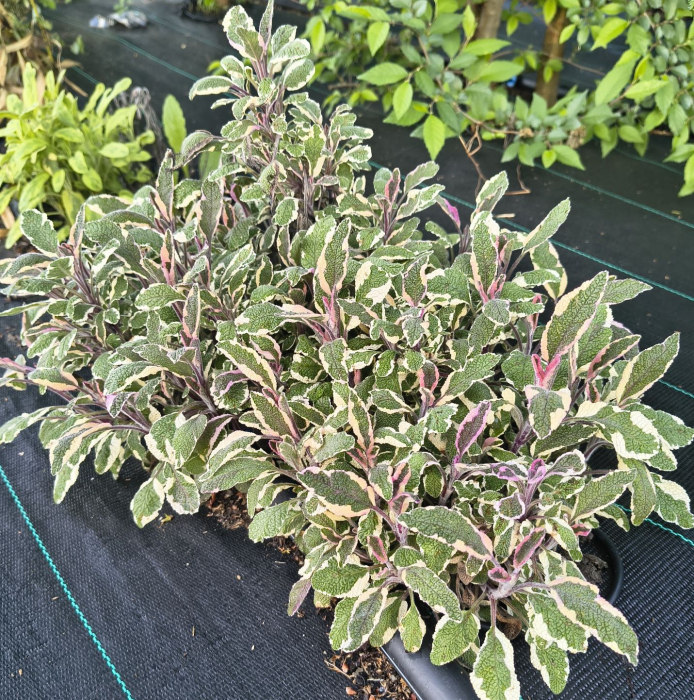 Salvie variegata alba in ghiveci [4]