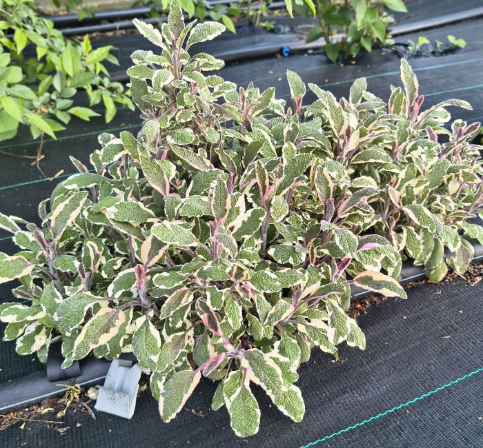 Salvie variegata alba in ghiveci [3]