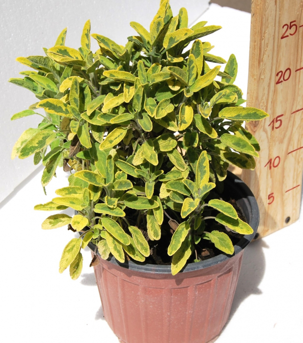 Salvie galbena variegata in ghiveci [3]