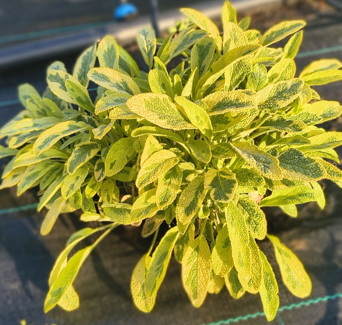 Salvie galbena variegata in ghiveci [4]