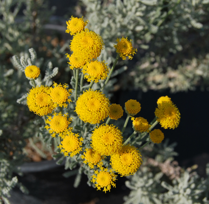Santolina, lavanda galbena in ghiveci [4]