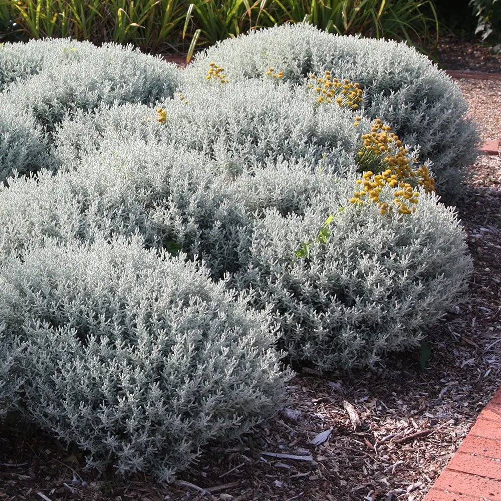 Santolina, lavanda galbena in ghiveci [2]