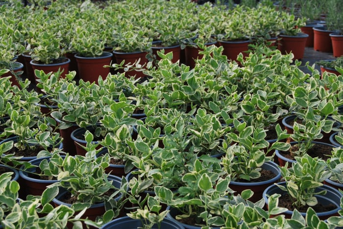 saschiu (vinca maior variegata) in ghiveci [3]