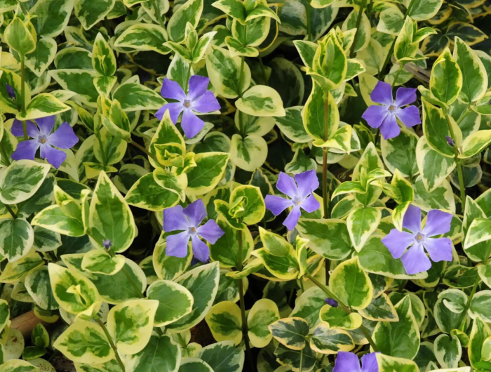 saschiu (vinca maior variegata) in ghiveci [1]