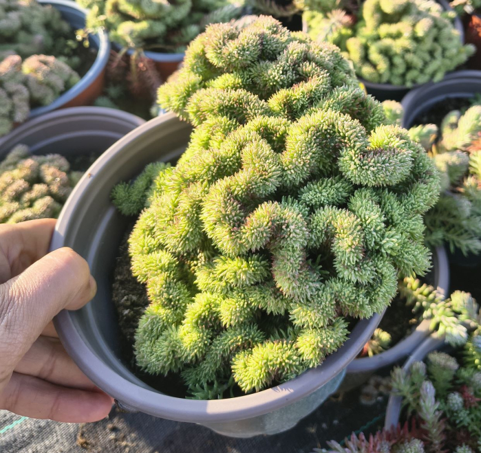 Sedum Cristata in ghiveci mare [2]