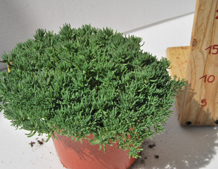 Sedum hispanicum in ghiveci mare [3]