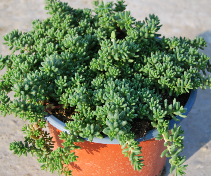 Sedum hispanicum in ghiveci mare [2]