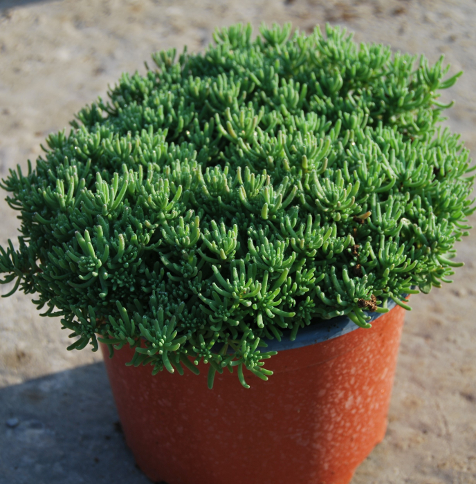 Sedum hispanicum in ghiveci mare [4]