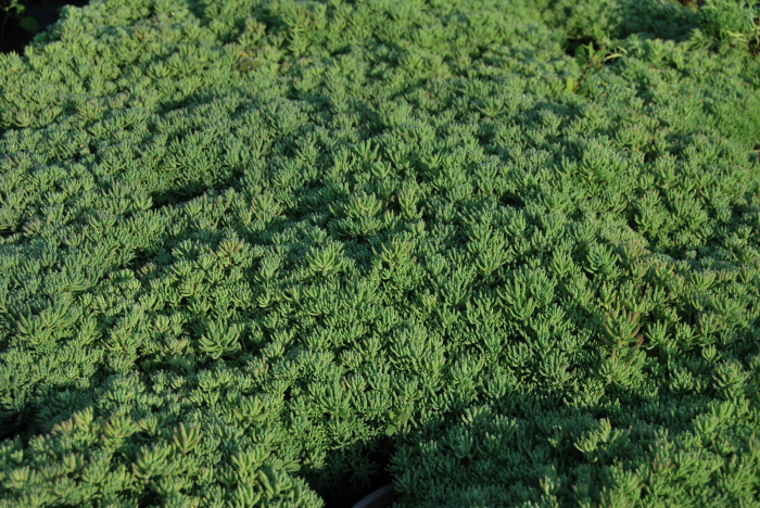 Sedum hispanicum in ghiveci mare [5]