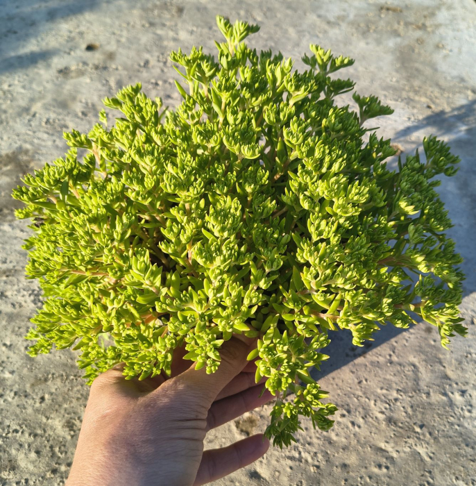 Sedum Sarmentosum in ghiveci [2]