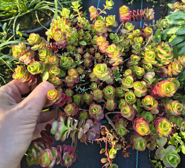 Sedum Spurium Dragon Blood in ghiveci mare [2]