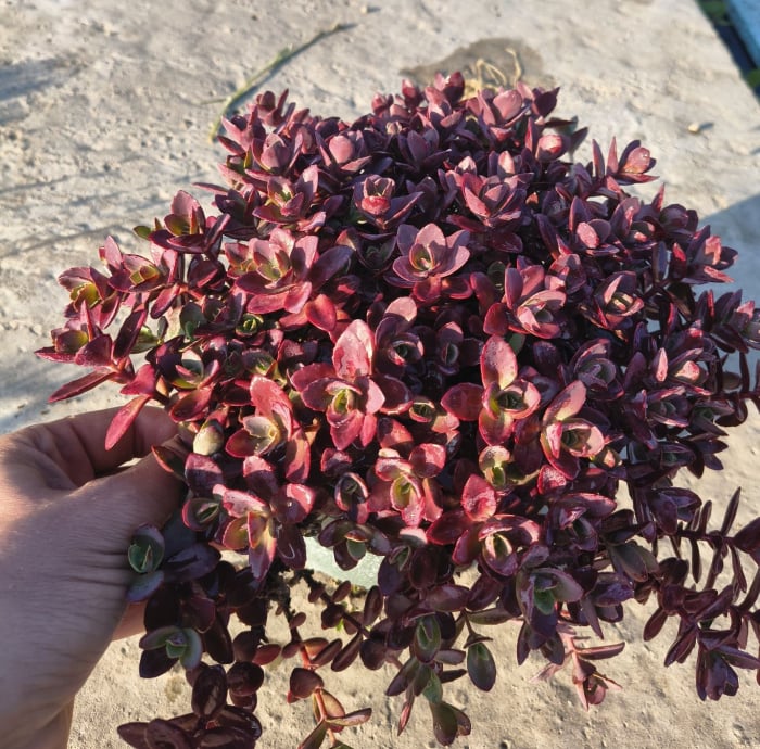 Sedum Firecracker [3]