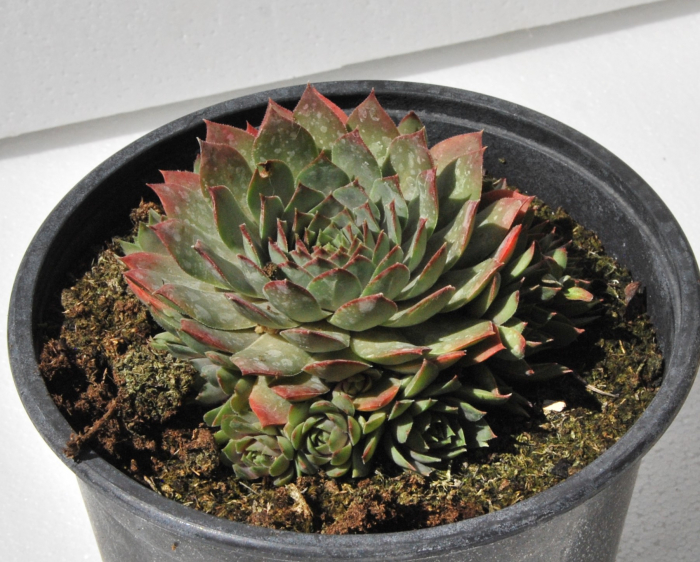 Sempervivum verde in ghiveci mare [2]