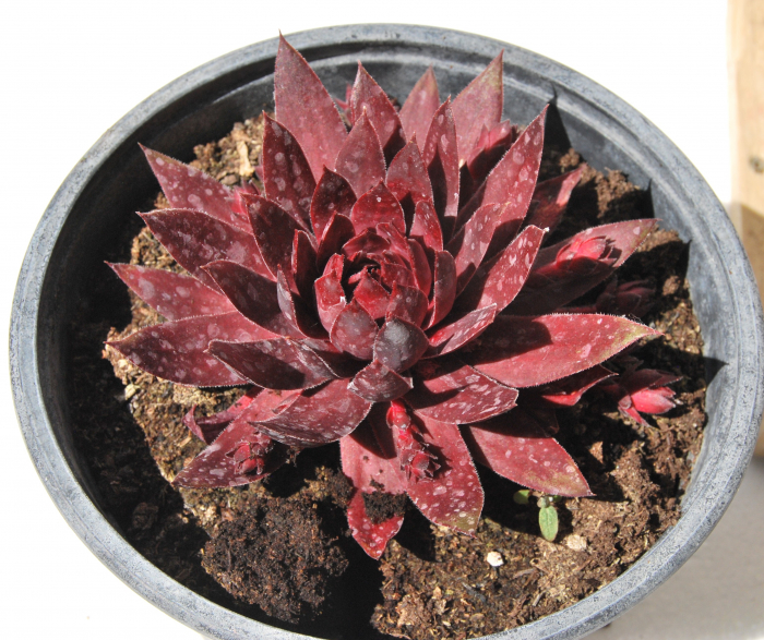 Sempervivum rosu in ghiveci mare [2]