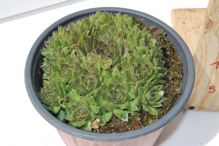 Sempervivum verde in ghiveci mare [2]