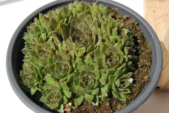 Sempervivum verde in ghiveci mare [3]