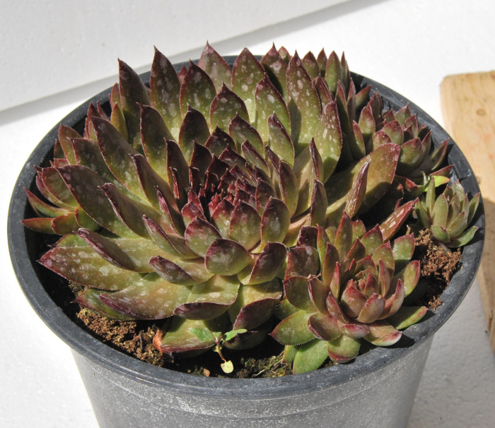 Sempervivum verde-rosu ghiveci mare de 17 cm [2]