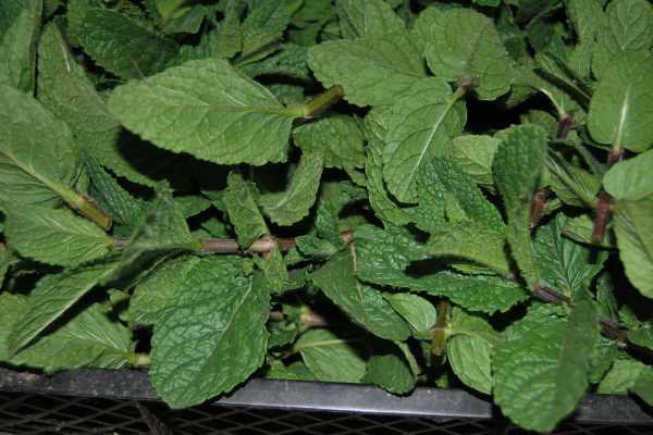 Menta olandeza proaspata - 1 kg [2]