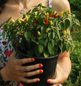 Plante Aromatice - Ardei iute decorativ in ghiveci
