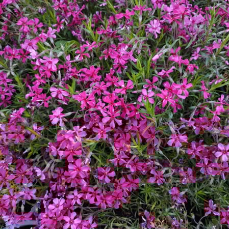 Toate Florile - Brumarele in ghiveci - DeLaAndrei.ro
