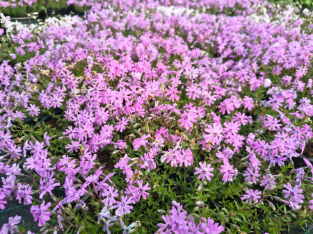 Flori - Brumarele in ghiveci - DeLaAndrei.ro