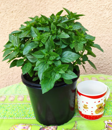 Plante Aromatice - Busuioc grecesc in ghiveci