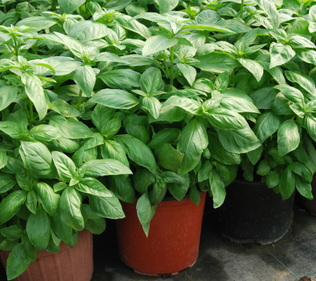 Plante Aromatice - Busuioc italian (genovez) in ghiveci