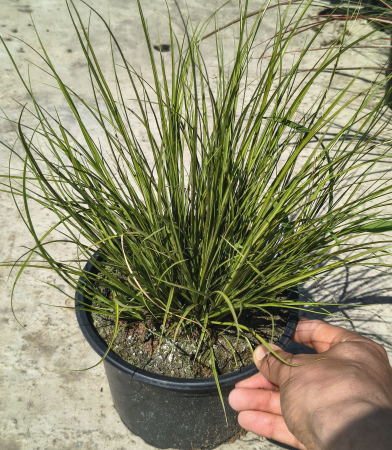 Ierburi decorative - Carex Paniculata in ghiveci