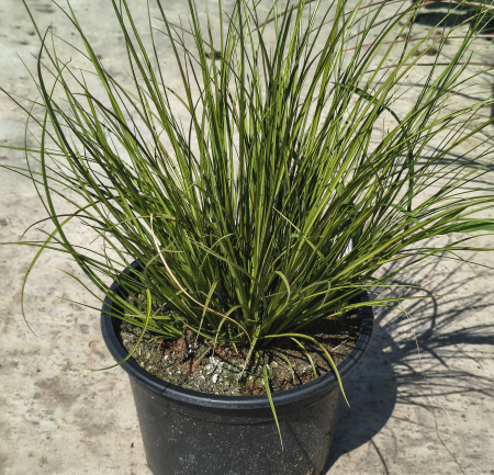 Carex Paniculata in ghiveci [1]