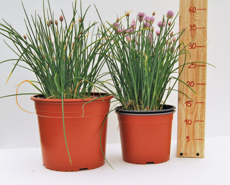 Chives (ceapa de tuns) in ghiveci [1]
