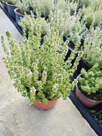 Cimbrisor Timo variegat galben in ghiveci [3]