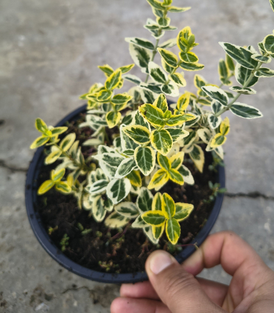 Noutati - Euonymus  Emerald Gold in ghiveci