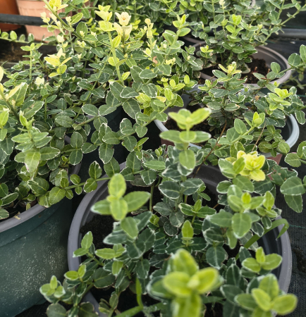 Euonymus Gaiety in ghiveci [2]